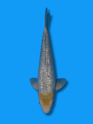 Ginrin Golden Corn | Koi&Co.